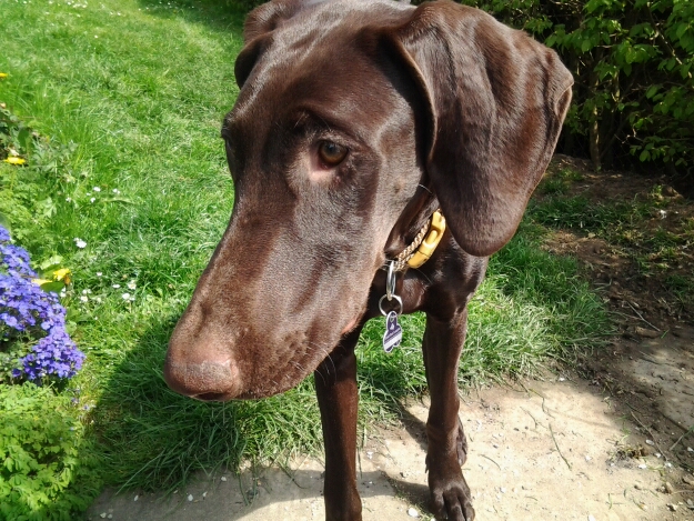 Mocca (Dobermann, Weimaraner) Dobermann Weimaraner 